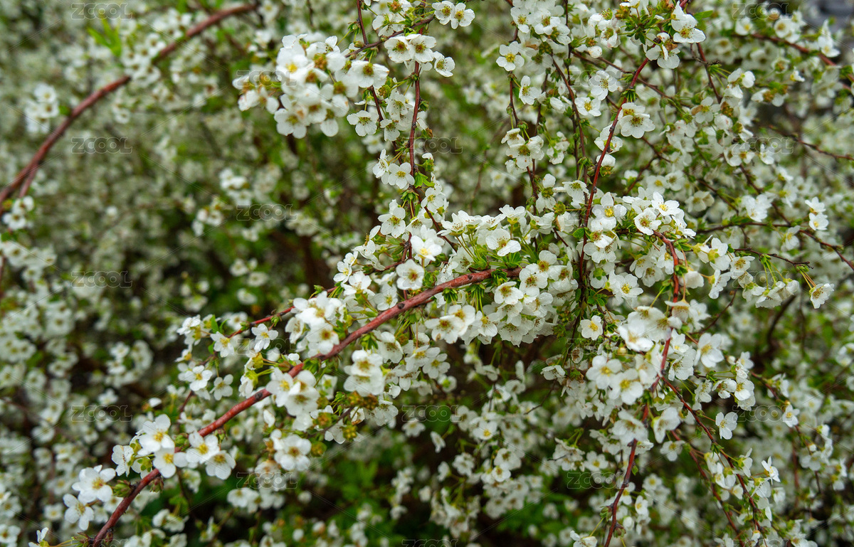 春天繡線菊植物（主預覽-9087267） - 未分類 - 站酷設計師biubiubiu492原創(chuàng)素材 - 站酷ZCOOL