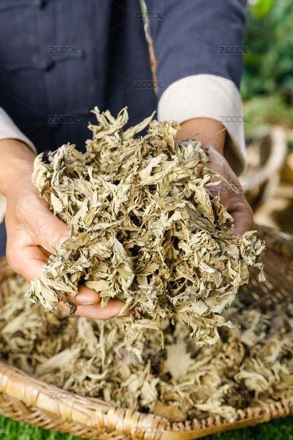 手上捧着蕲春艾叶（主预览-776071） - 未分类 - 站酷设计师PAOPAO摄影工作室原创素材 - 站酷ZCOOL