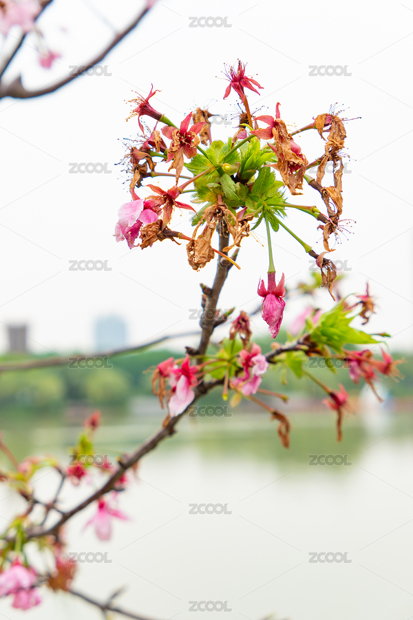 快枯萎的櫻花（主預(yù)覽-12003015） - 未分類 - 站酷設(shè)計(jì)師harveylaw原創(chuàng)素材 - 站酷ZCOOL