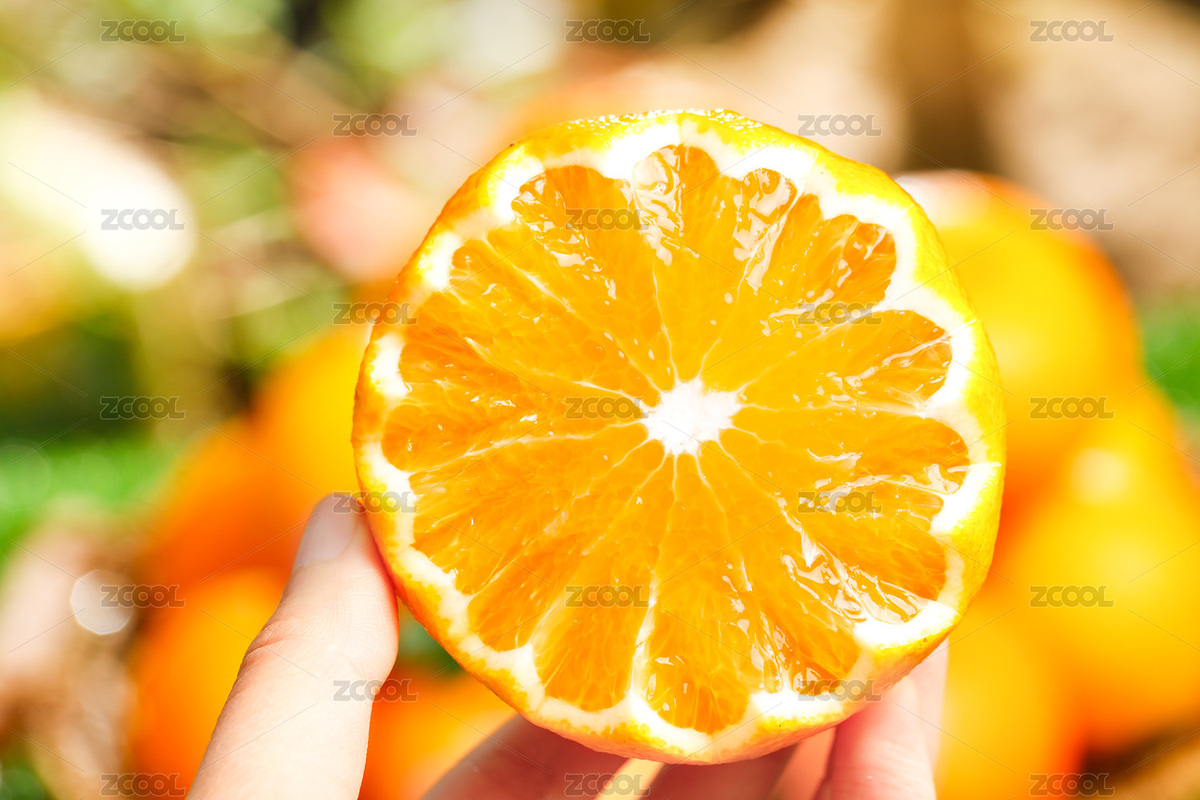 手上拿著一個切面的四川愛媛果凍橙（主預(yù)覽-7457661） - 未分類 - 站酷設(shè)計師PAOPAO攝影工作室原創(chuàng)素材 - 站酷ZCOOL