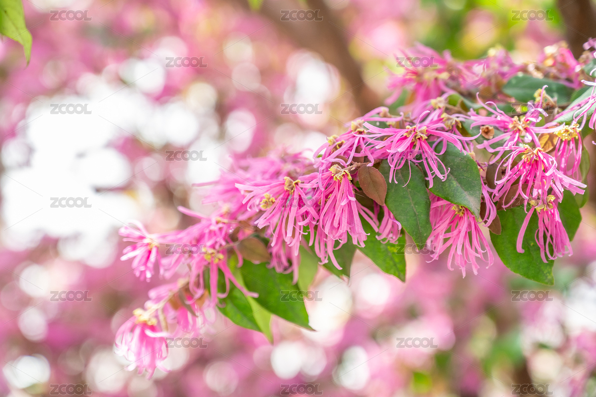 春天盛開的紅花檵木（主預(yù)覽-5568511） - 未分類 - 站酷設(shè)計(jì)師風(fēng)暴麗麗原創(chuàng)素材 - 站酷ZCOOL