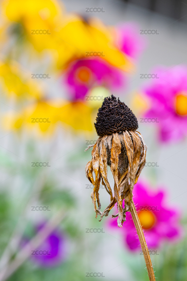 以盛開的鮮花為背景的枯萎松果菊照片（主預(yù)覽-10681659） - 未分類 - 站酷設(shè)計(jì)師Archer5原創(chuàng)素材 - 站酷ZCOOL