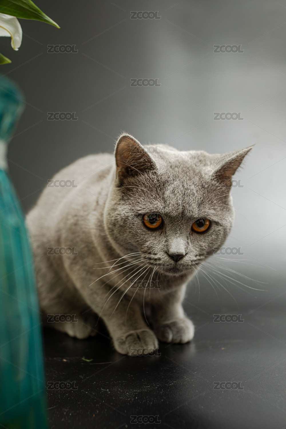 黑色背景下的英短蓝猫在玩耍