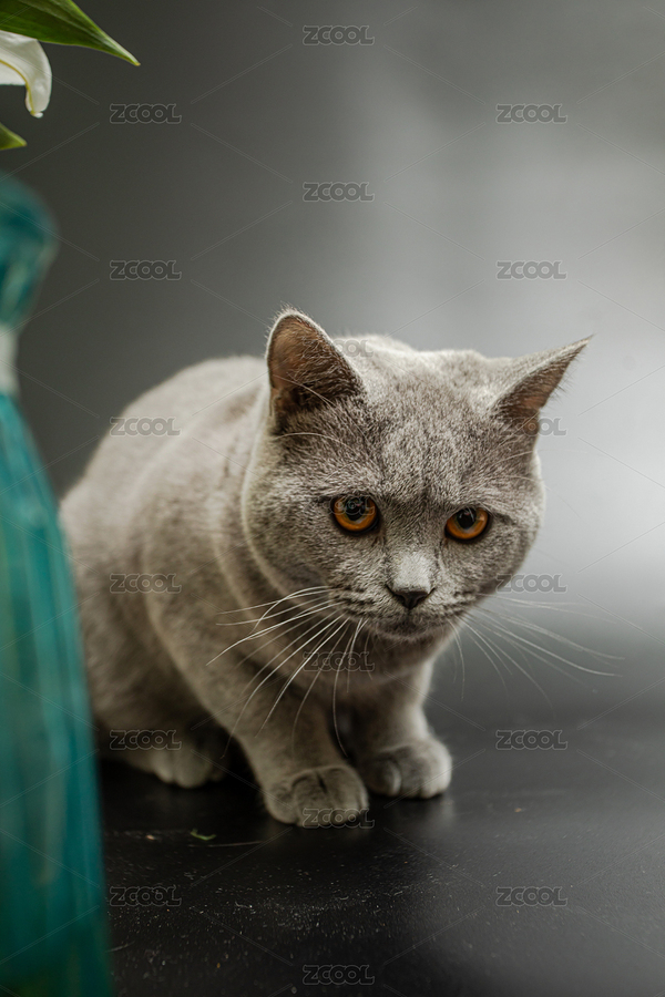 黑色背景下的英短蓝猫在玩耍（主预览-7222830） - 未分类 - 站酷设计师摄影老马原创素材 - 站酷ZCOOL