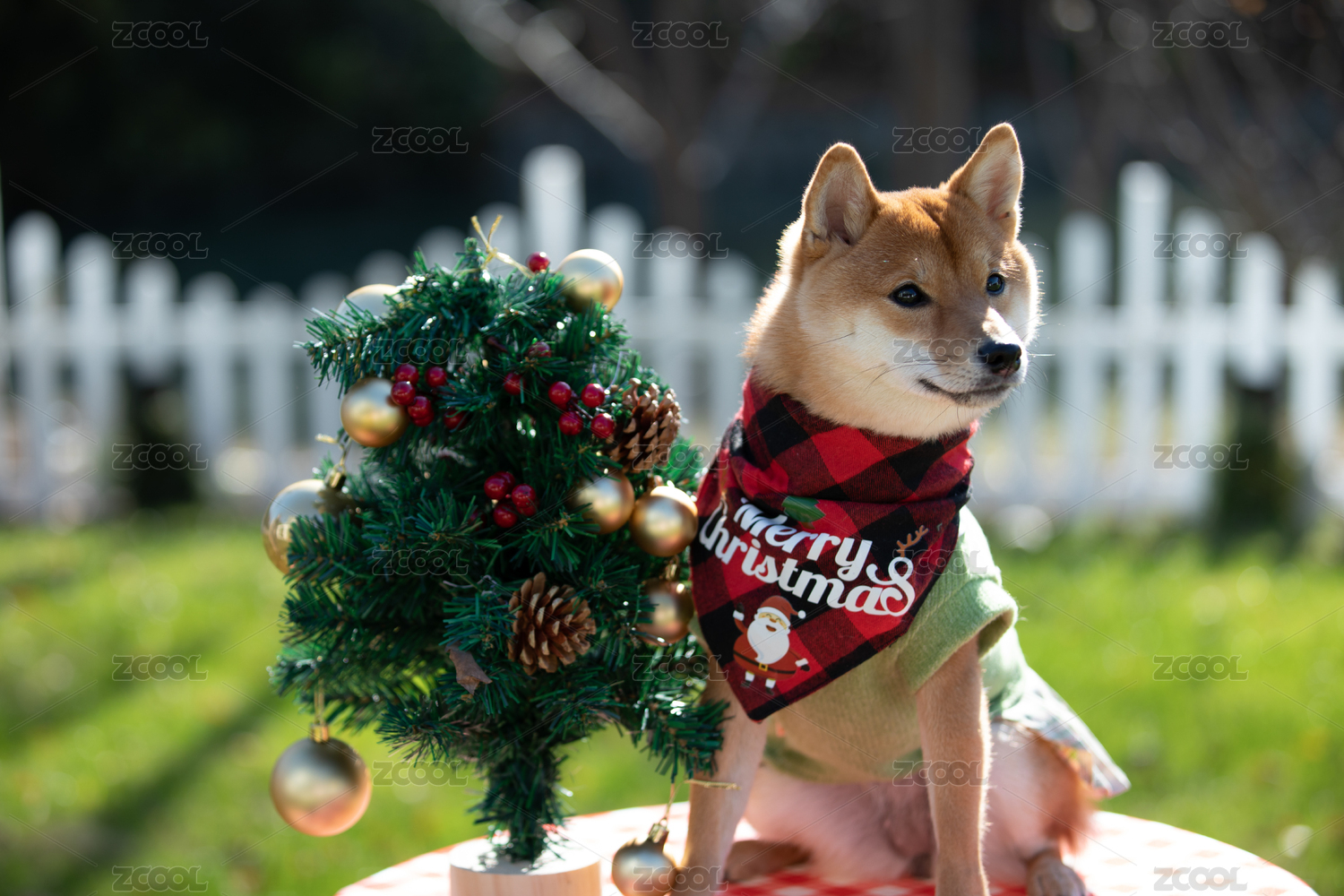 宠物摄影圣诞节坐在桌上的柴犬