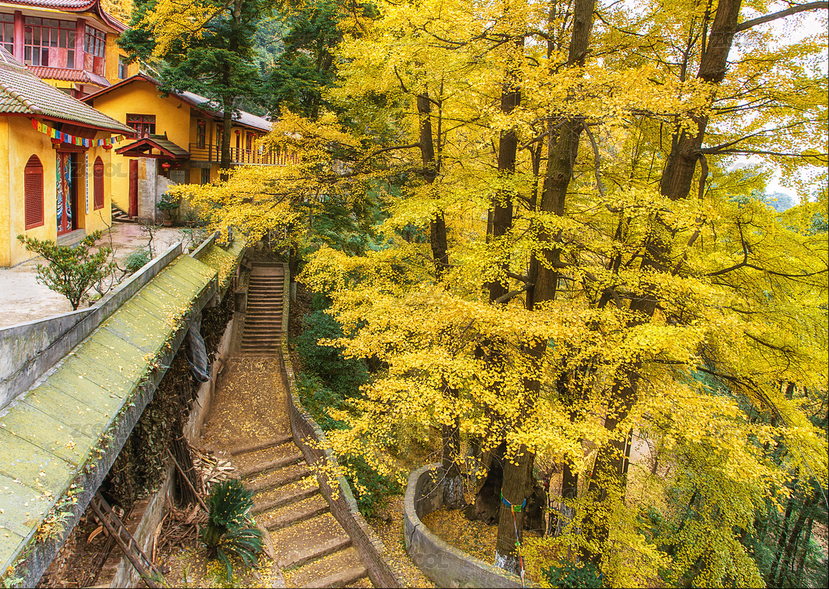 成都市大邑縣金星鄉(xiāng)白巖寺秋景（主預(yù)覽-7889878） - 未分類 - 站酷設(shè)計師yuanbo83原創(chuàng)素材 - 站酷ZCOOL