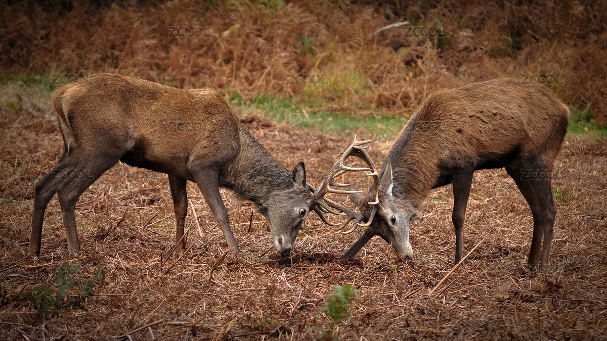 鹿（主预览-6725006） - 未分类 - 站酷设计师StonePY原创素材 - 站酷ZCOOL