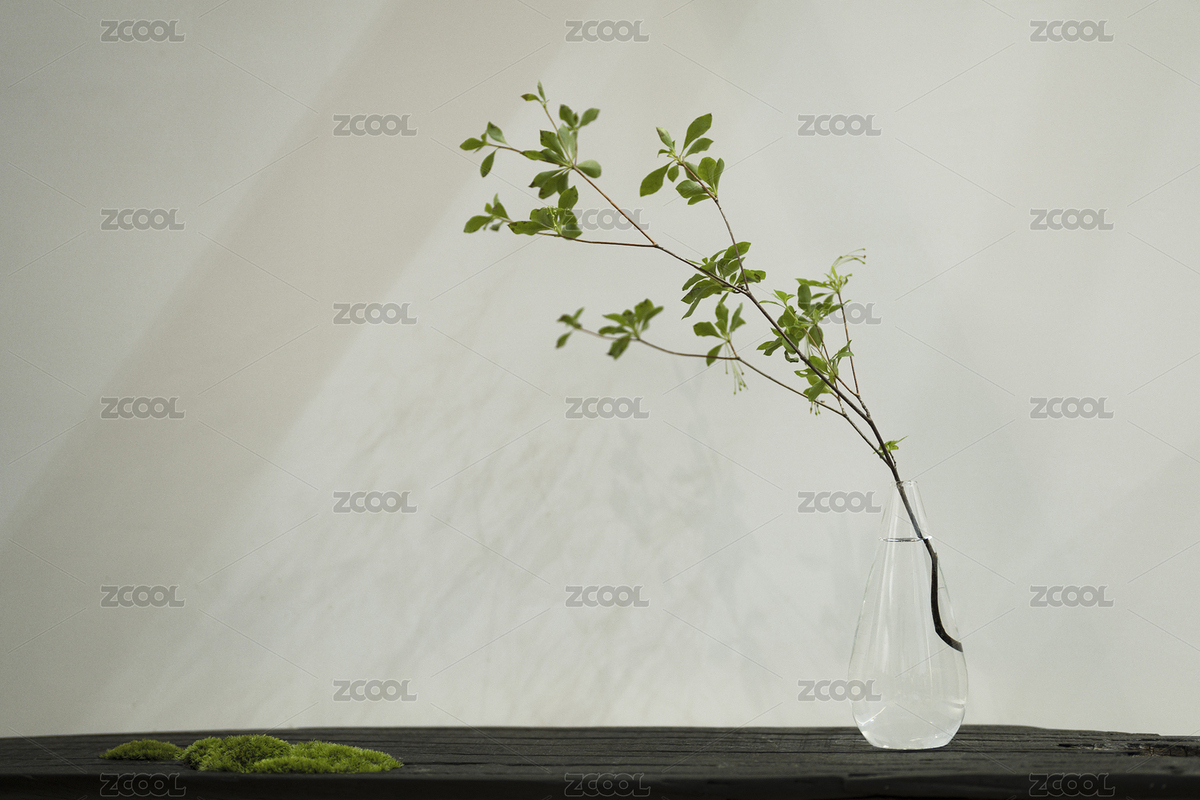 白色背景下的水培綠植（主預(yù)覽-7611595） - 未分類 - 站酷設(shè)計師蛇劉白羽原創(chuàng)素材 - 站酷ZCOOL