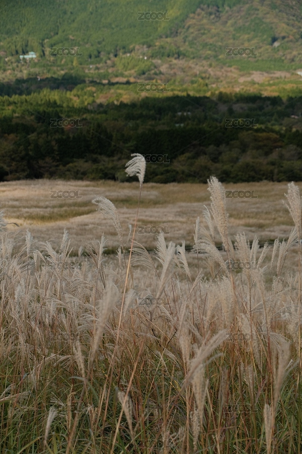 箱根仙石原的秋季芒草（主预览-2830225） - 未分类 - 站酷设计师雨蝶是我的开嗓曲原创素材 - 站酷ZCOOL