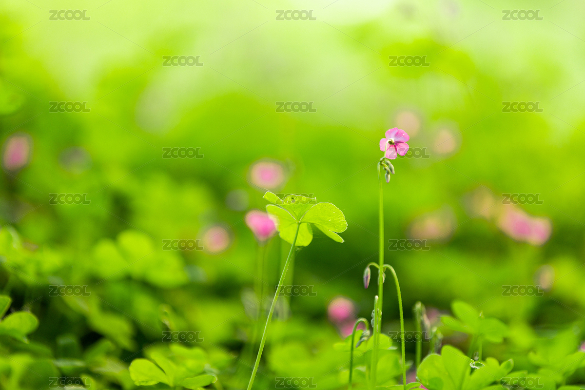 幸运草开花（主预览-3089323） - 未分类 - 站酷设计师乐图影视原创素材 - 站酷ZCOOL