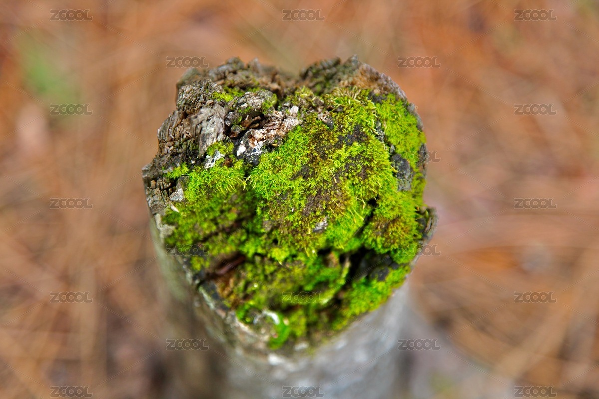 愛心樹樁苔蘚（主預(yù)覽-375565） - 未分類 - 站酷設(shè)計(jì)師zhengxfc原創(chuàng)素材 - 站酷ZCOOL