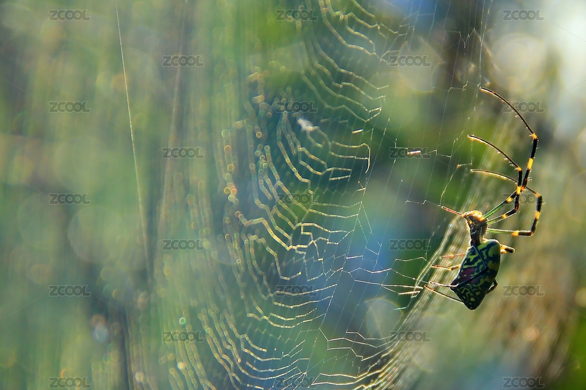 晨光里的蜘蛛网（主预览-333777） - 未分类 - 站酷设计师大西XXD原创素材 - 站酷ZCOOL