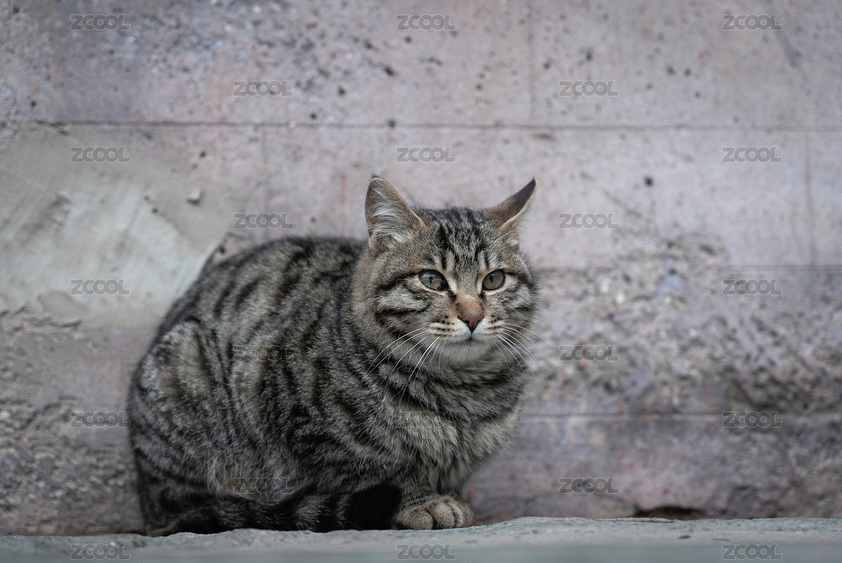 寵物貓小花貓（主預覽-12515541） - 未分類 - 站酷設計師哈哈80808原創(chuàng)素材 - 站酷ZCOOL