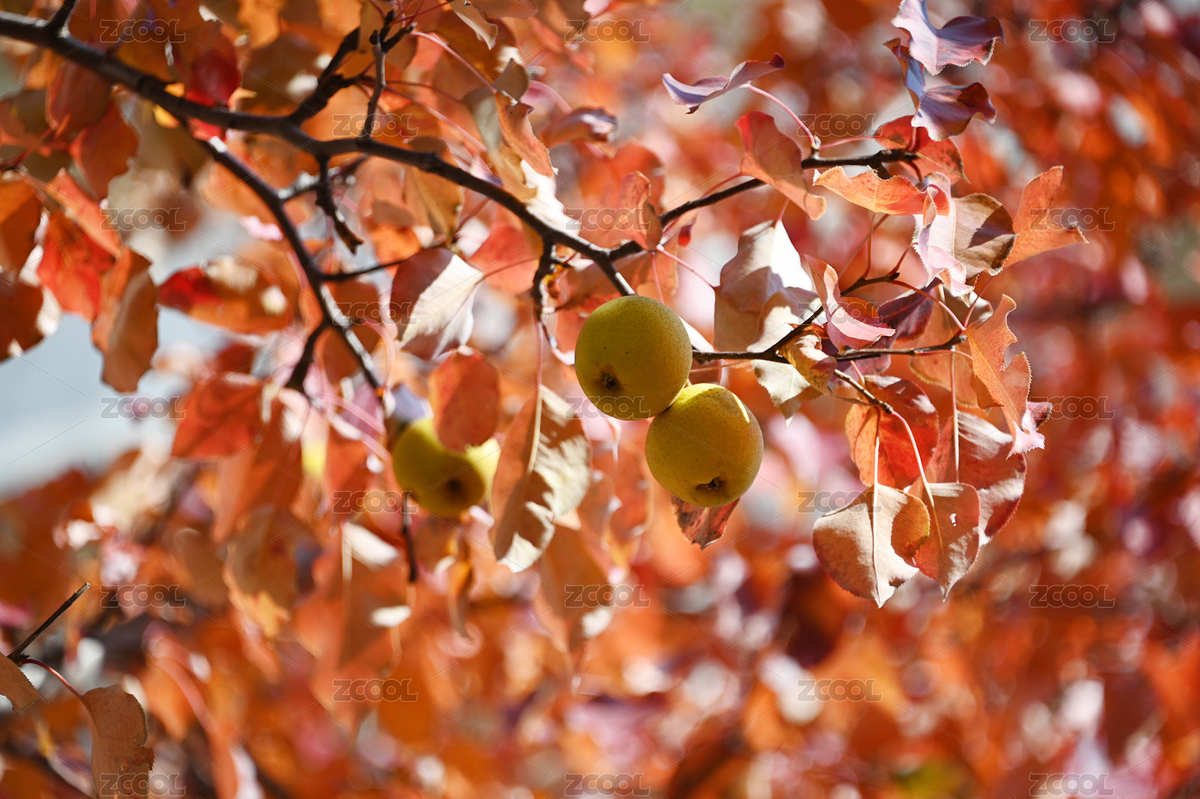 梨樹（主預(yù)覽-8548282） - 未分類 - 站酷設(shè)計(jì)師1LqKIpXzrJ原創(chuàng)素材 - 站酷ZCOOL