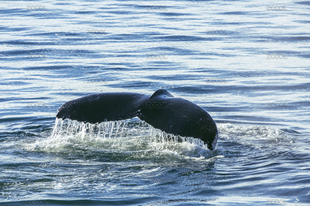 鯨魚（主預覽-7966970） - 未分類 - 站酷設計師markzoo原創(chuàng)素材 - 站酷ZCOOL