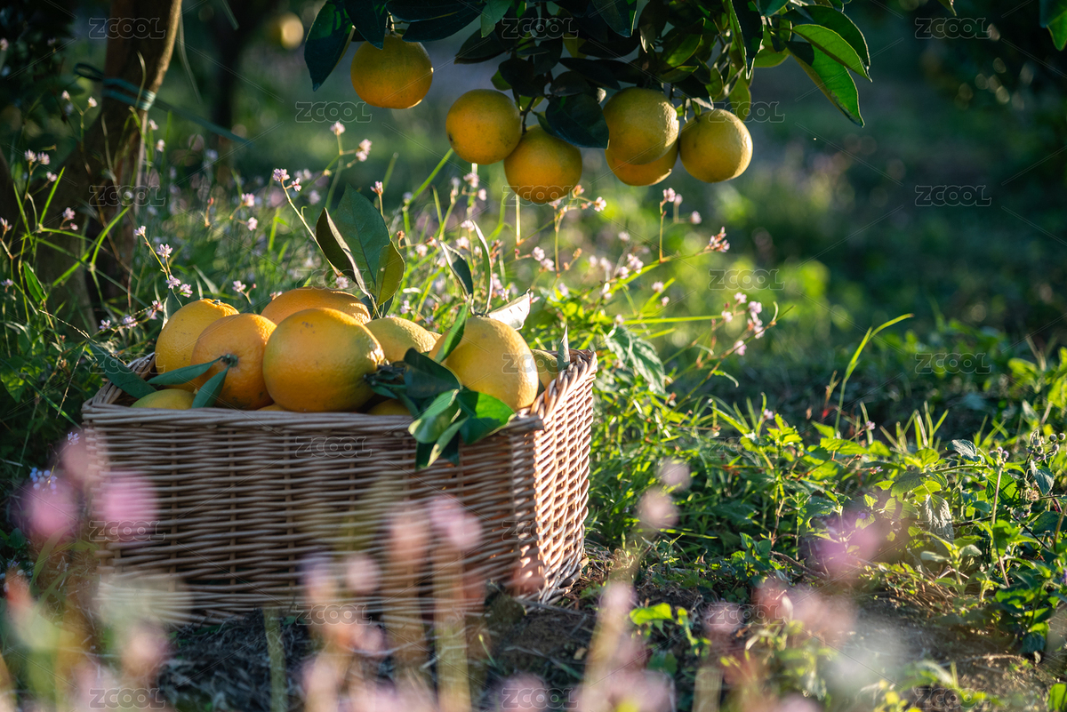 果園里成熟的橙（主預(yù)覽-1701924） - 未分類 - 站酷設(shè)計師ZRG魷魚原創(chuàng)素材 - 站酷ZCOOL
