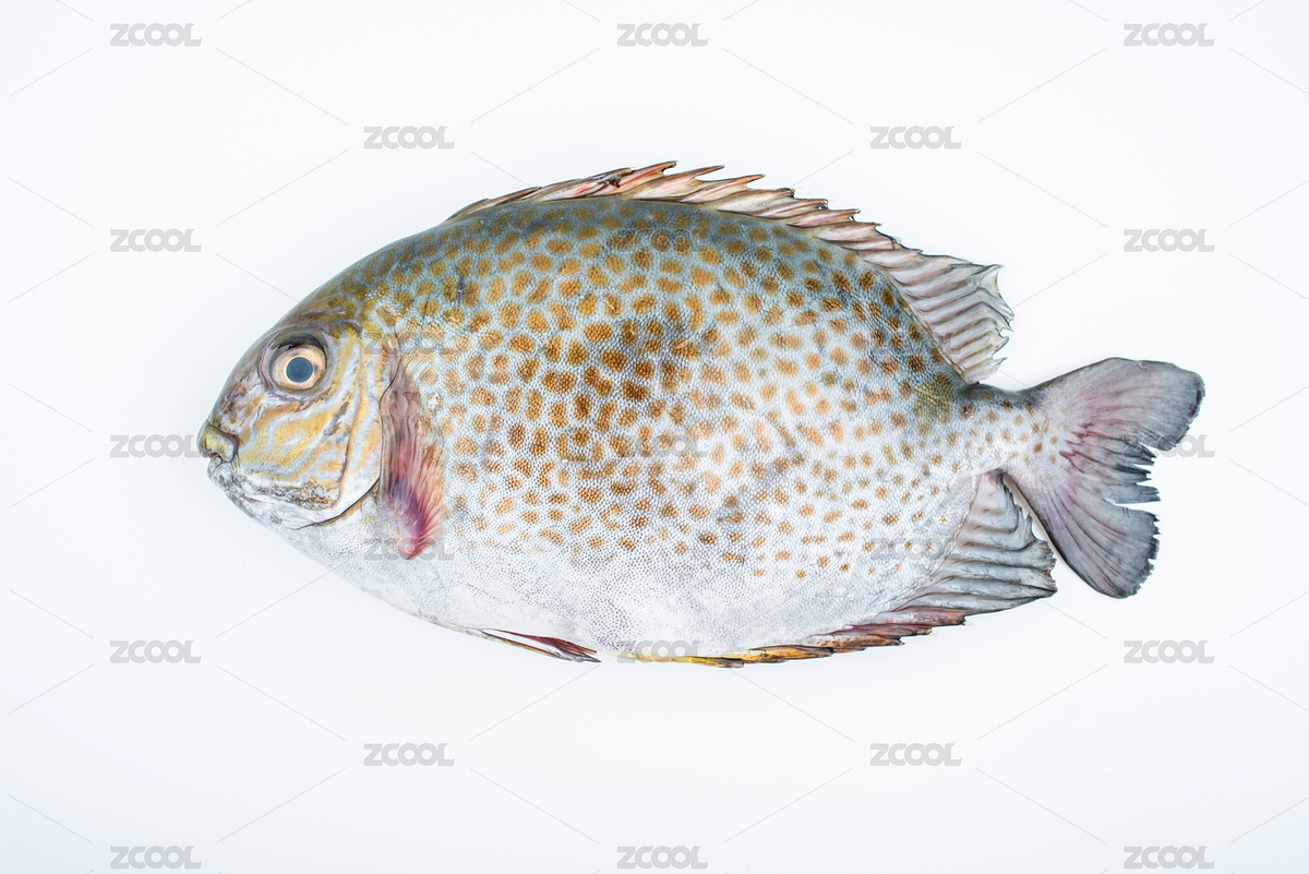 白背景上一條新鮮海魚褐藍子魚（主預覽-7884612） - 未分類 - 站酷設計師風暴麗麗原創(chuàng)素材 - 站酷ZCOOL