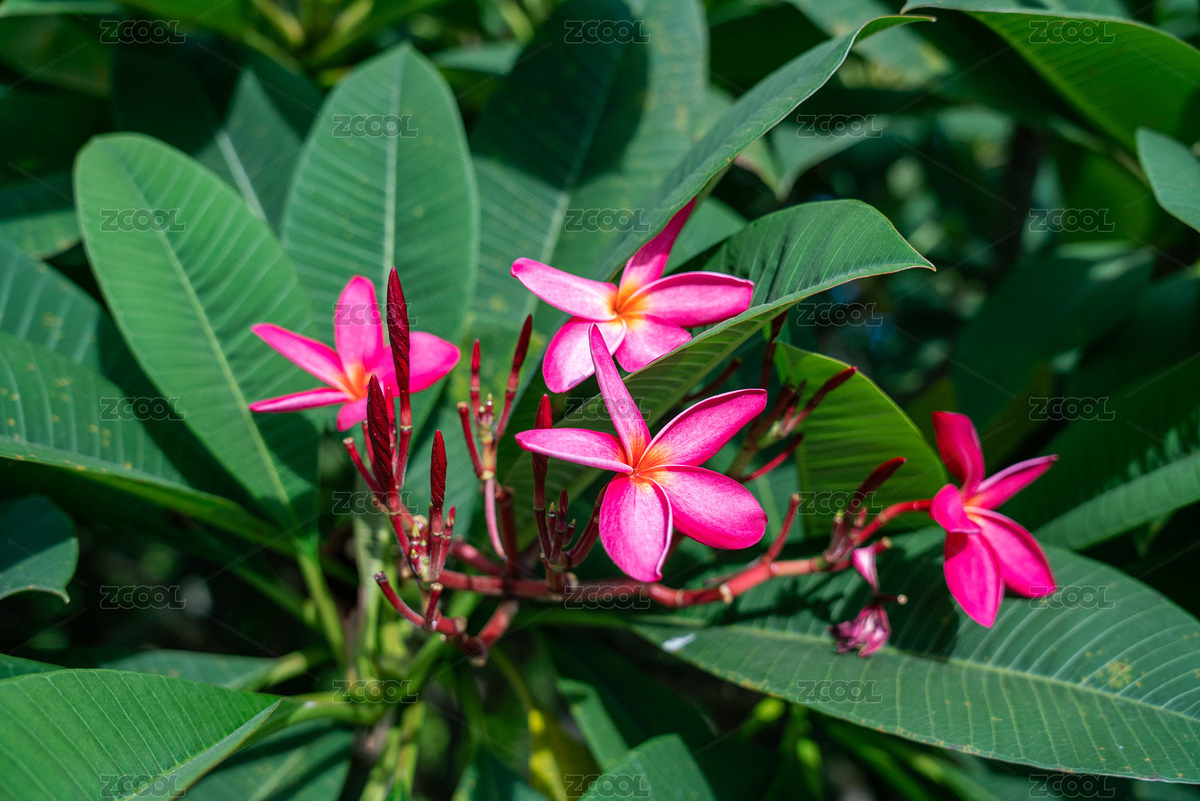粉色花朵（主預覽-363297） - 未分類 - 站酷設計師8JnXOhU8sz原創(chuàng)素材 - 站酷ZCOOL