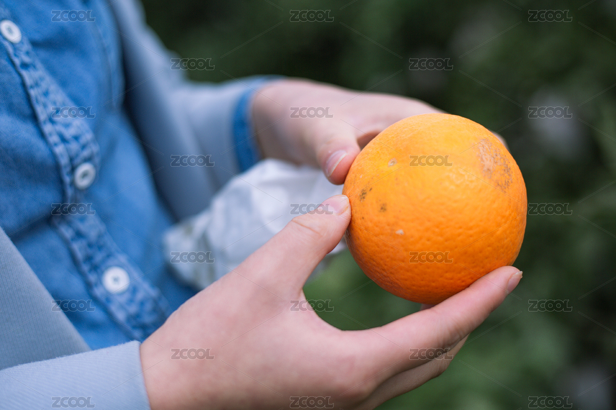 雙手拿著一個成熟的愛媛橘子（主預(yù)覽-6036729） - 未分類 - 站酷設(shè)計師WhiteYing原創(chuàng)素材 - 站酷ZCOOL