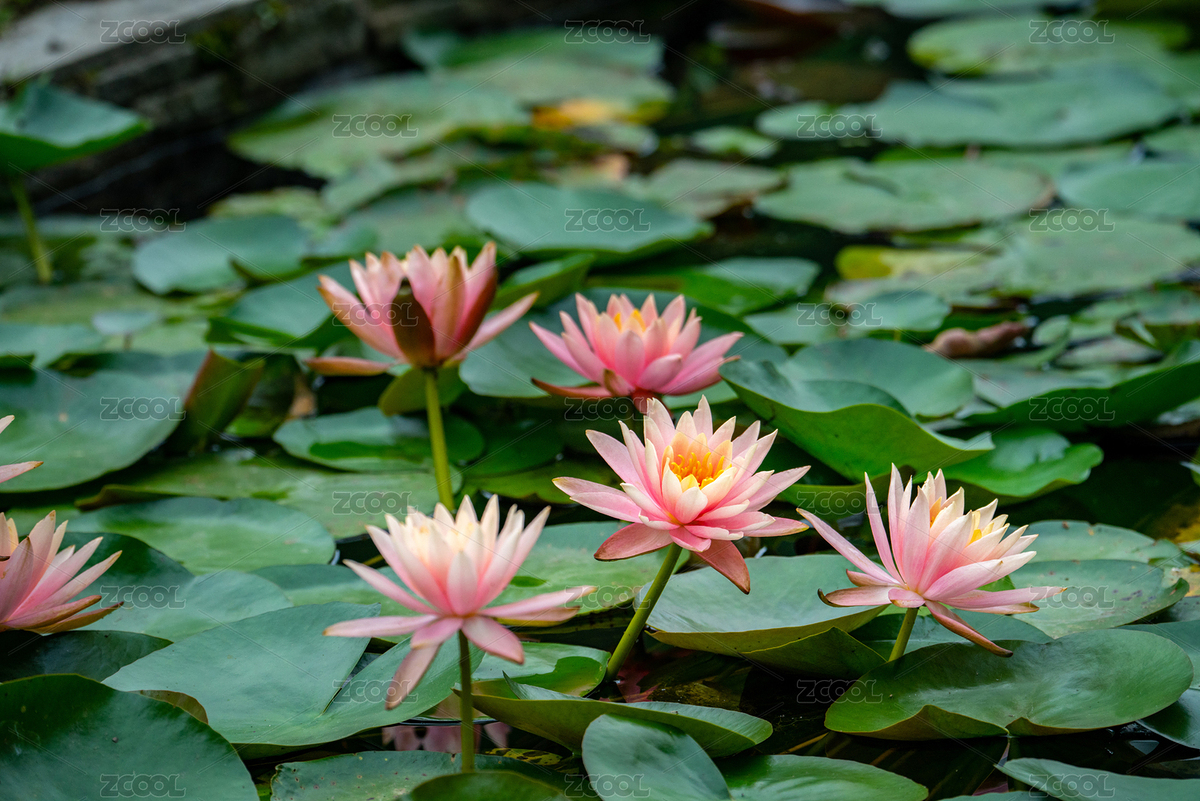 夏天池塘里的紅睡蓮（主預(yù)覽-8802286） - 未分類 - 站酷設(shè)計師lnc99原創(chuàng)素材 - 站酷ZCOOL