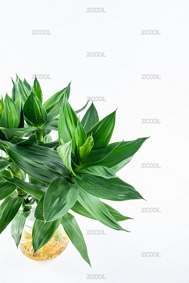 白背景上一盆翠綠的水培植物富貴竹（主預(yù)覽-7884291） - 未分類 - 站酷設(shè)計(jì)師風(fēng)暴麗麗原創(chuàng)素材 - 站酷ZCOOL