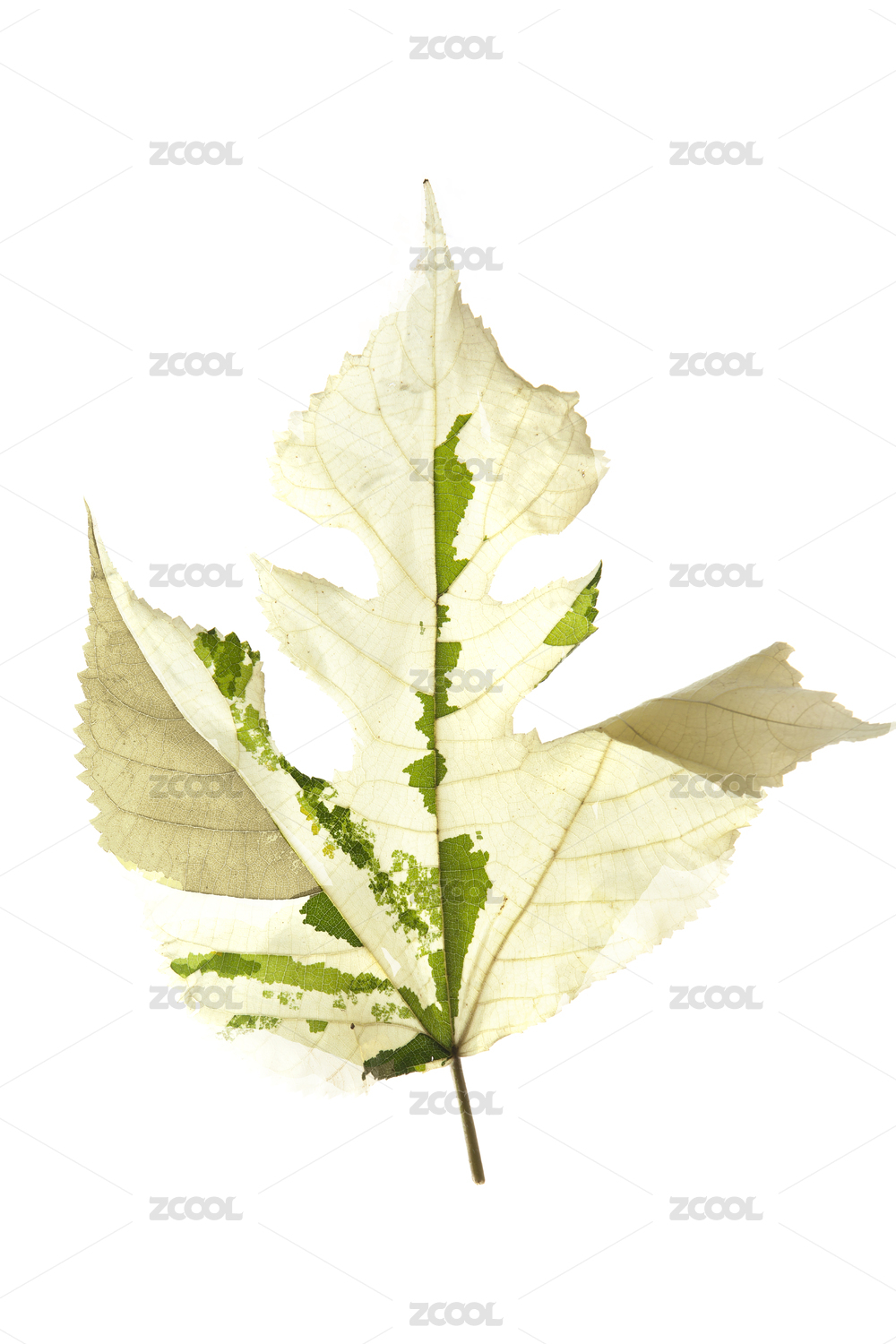 树叶上的图案 Patterns on the leaves