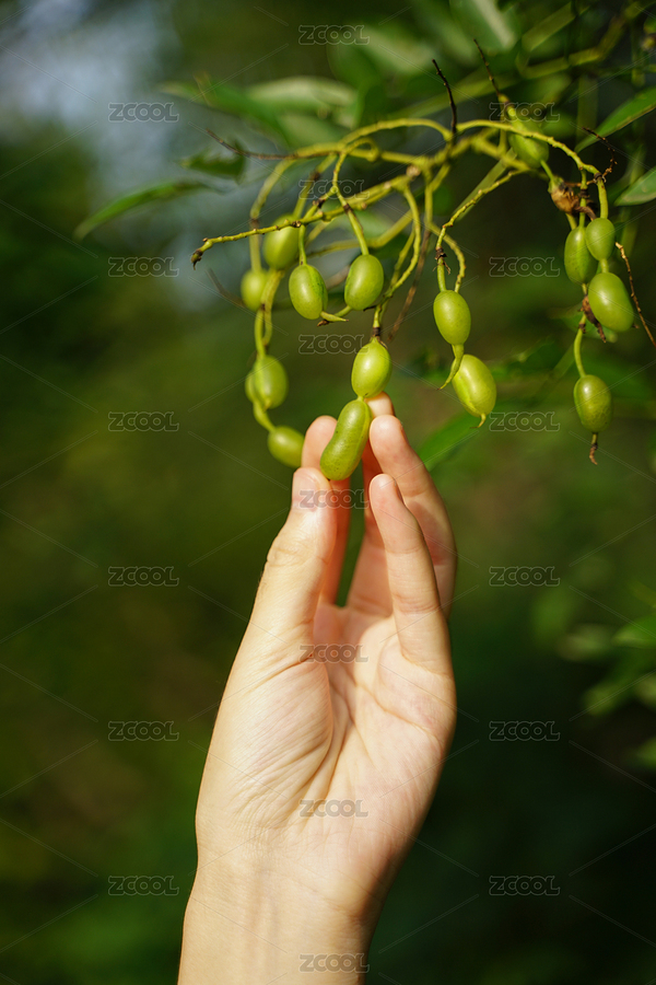 槐豆子莢果槐樹果實(shí)特寫（主預(yù)覽-5739310） - 未分類 - 站酷設(shè)計(jì)師文樸先生原創(chuàng)素材 - 站酷ZCOOL