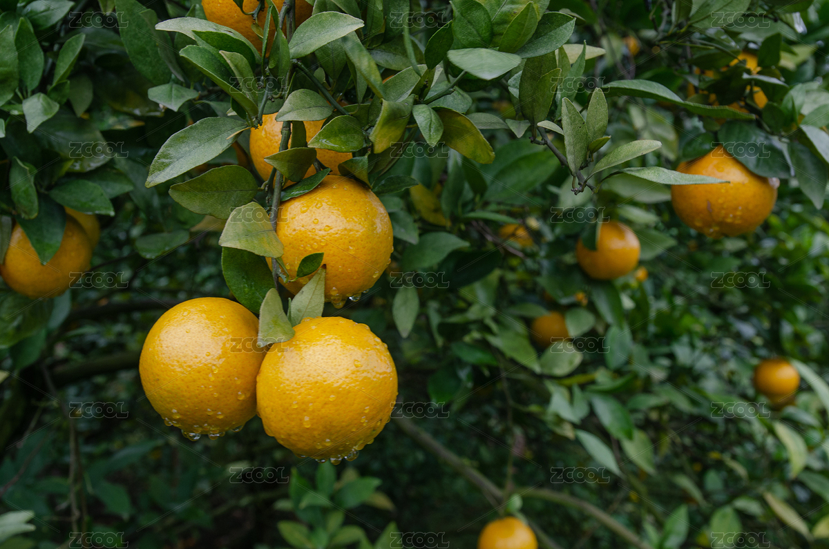 黃坑貢柑果樹上的掛果（主預(yù)覽-2781463） - 未分類 - 站酷設(shè)計(jì)師JSantse原創(chuàng)素材 - 站酷ZCOOL