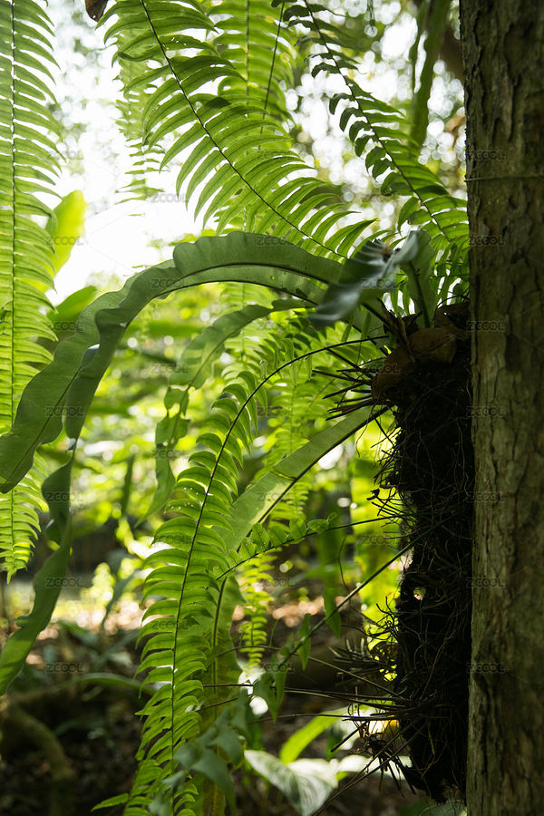 熱帶植物（主預(yù)覽-9522842） - 未分類 - 站酷設(shè)計(jì)師向日葵食雜鋪原創(chuàng)素材 - 站酷ZCOOL