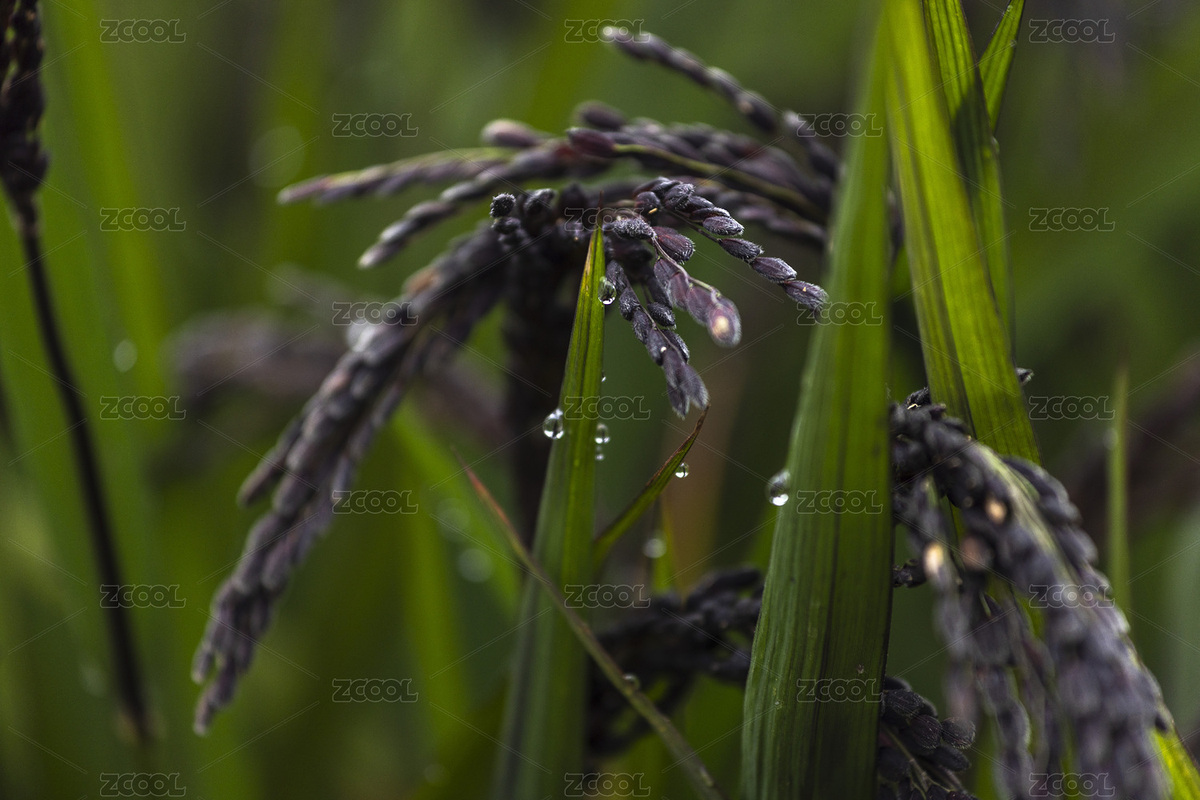 血糯米黑糯米（主預(yù)覽-5256671） - 未分類 - 站酷設(shè)計師zhl430430原創(chuàng)素材 - 站酷ZCOOL