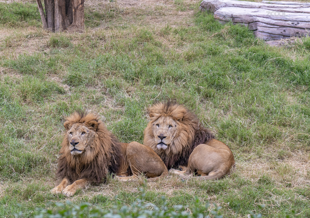 動(dòng)物園里的野生動(dòng)物一對(duì)公獅子（主預(yù)覽-2016820） - 未分類 - 站酷設(shè)計(jì)師zwh98058原創(chuàng)素材 - 站酷ZCOOL