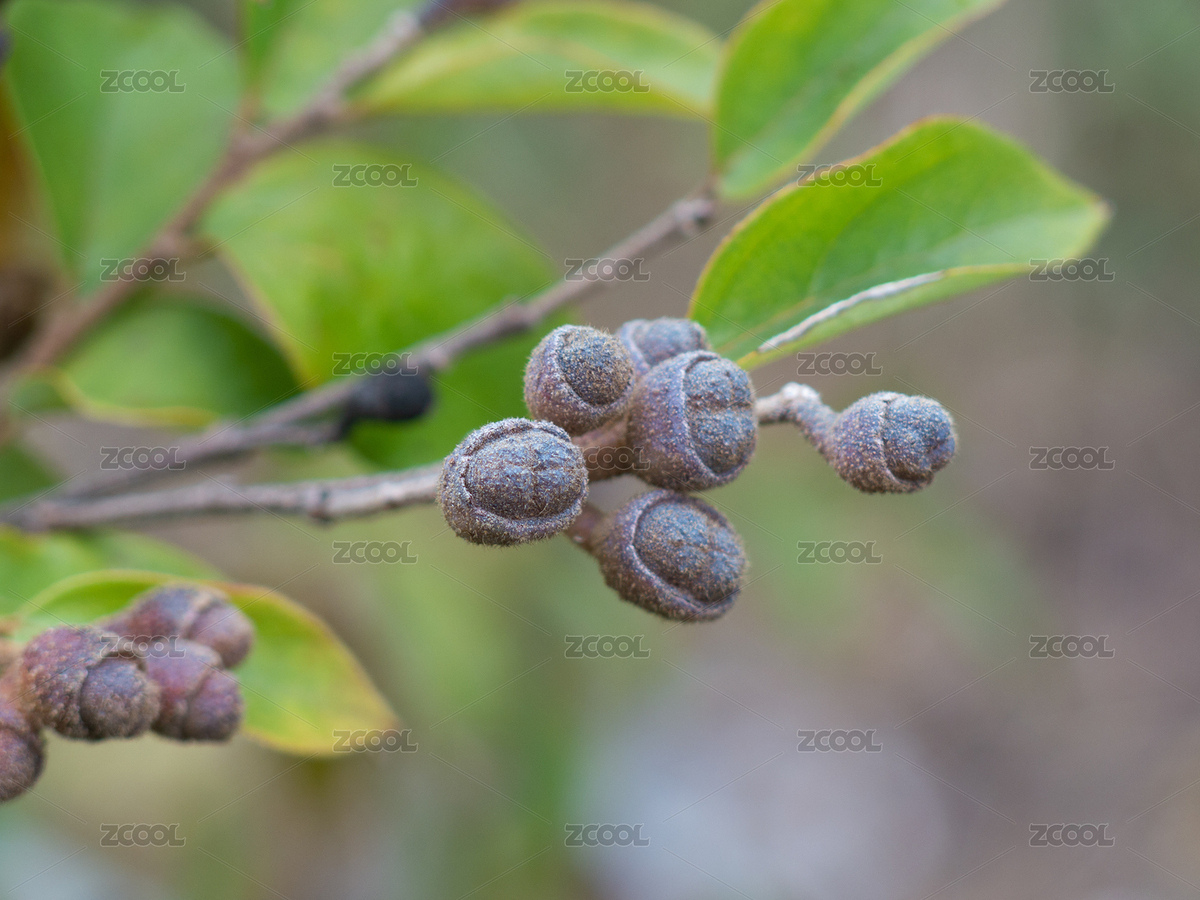 檵木树枝和褐色的蒴果（主预览-6481201） - 未分类 - 站酷设计师品空原创素材 - 站酷ZCOOL