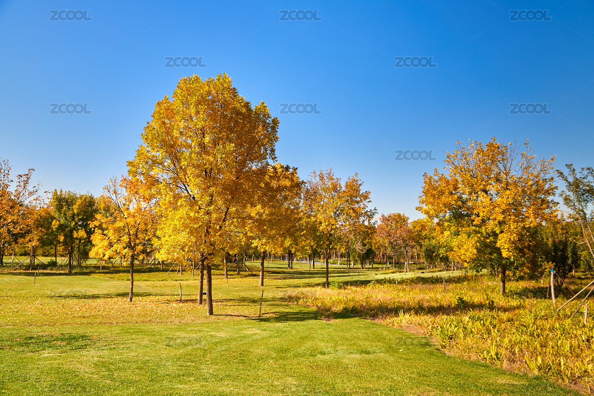 秋天北京东小口城市休闲公园里的金黄色树木（主预览-8046824） - 未分类 - 站酷设计师do_do2008原创素材 - 站酷ZCOOL