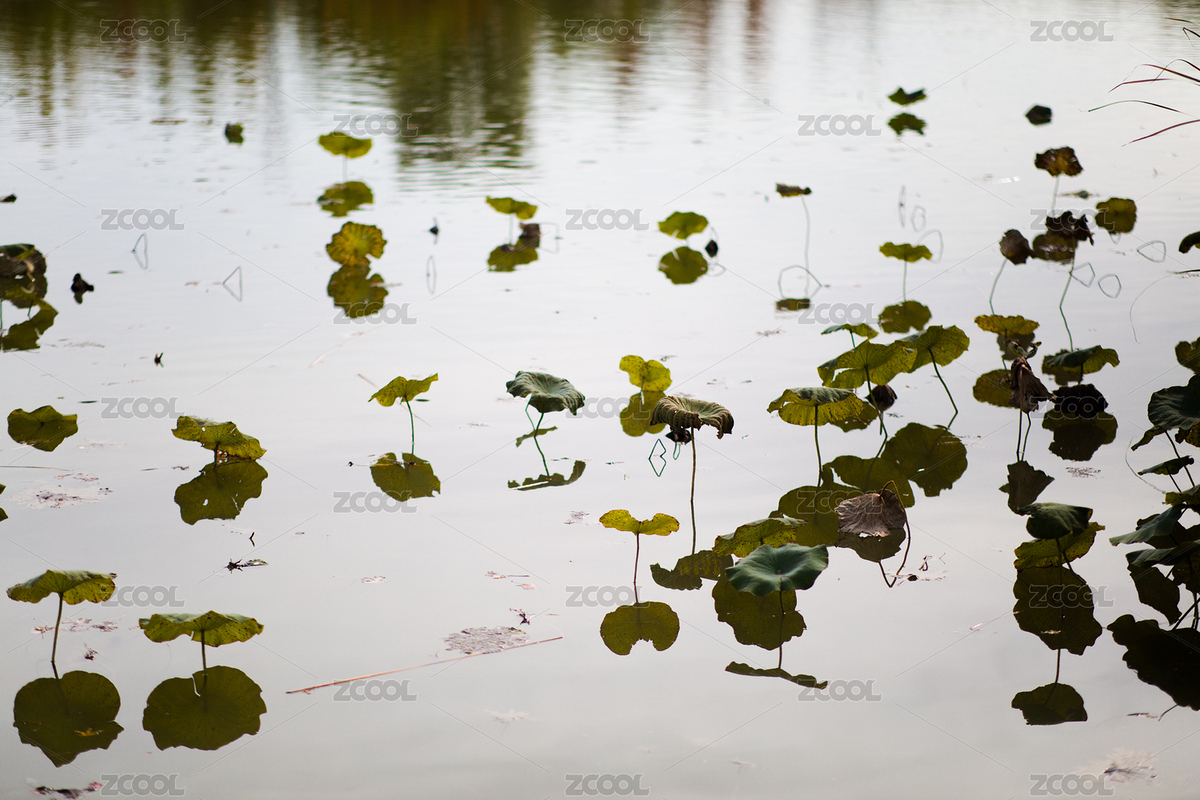 深秋水里即將枯萎的荷葉（主預(yù)覽-12453830） - 未分類 - 站酷設(shè)計(jì)師小羽怪原創(chuàng)素材 - 站酷ZCOOL