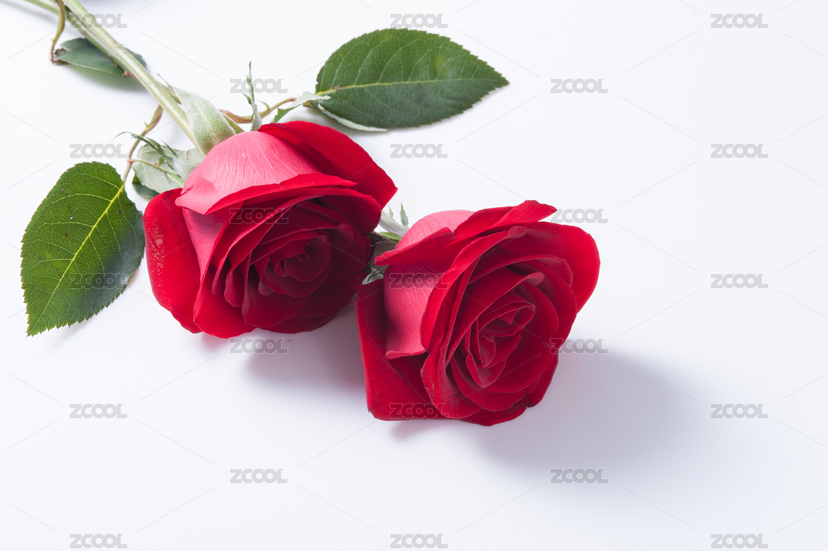 玫瑰（主預覽-2758292） - 未分類 - 站酷設計師金翅大鵬原創(chuàng)素材 - 站酷ZCOOL