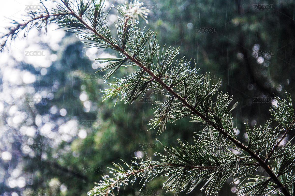 刺柏枝葉特寫（主預(yù)覽-1388903） - 未分類 - 站酷設(shè)計師racin原創(chuàng)素材 - 站酷ZCOOL