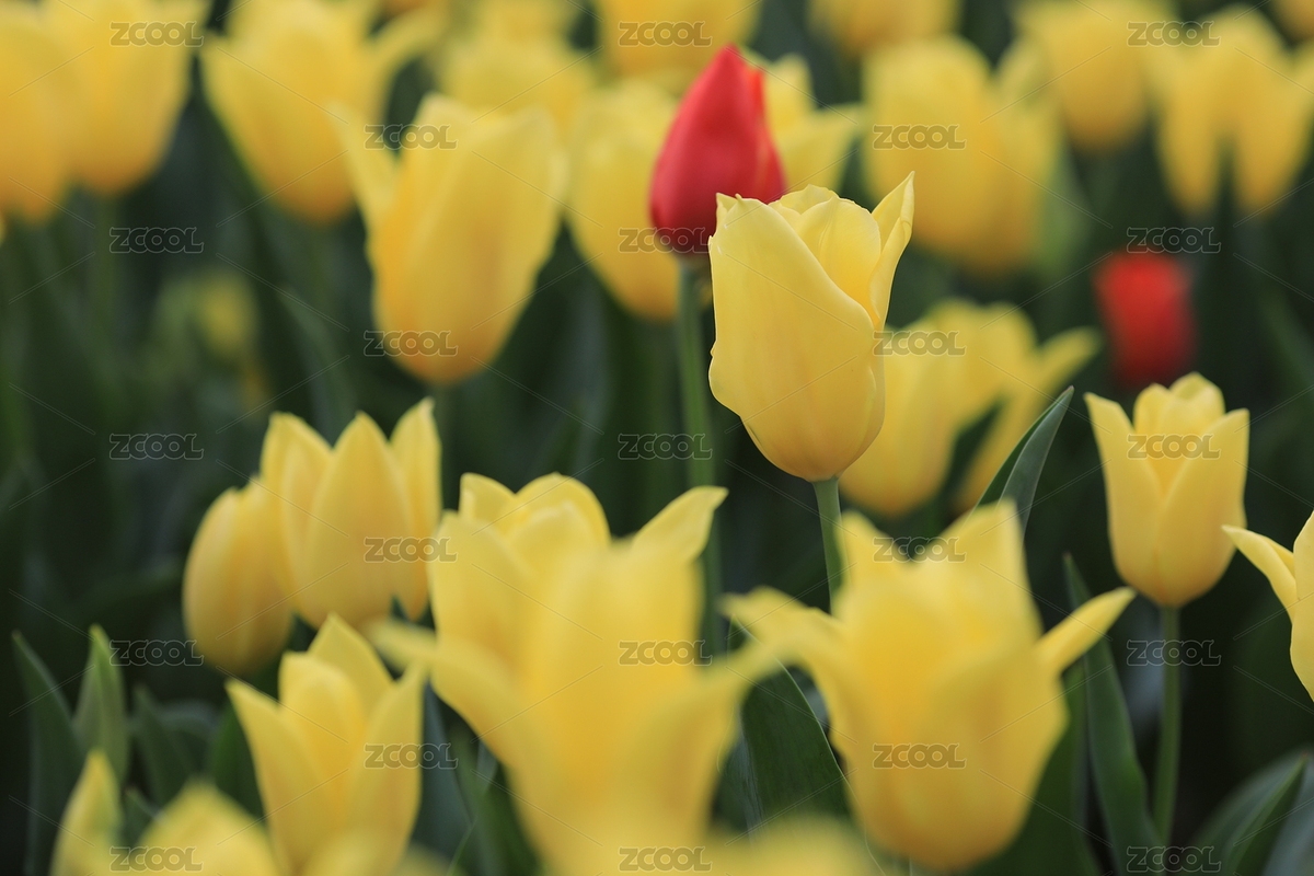 金满湖的郁金香（主预览-7744819） - 未分类 - 站酷设计师阿噢呃衣乌于原创素材 - 站酷ZCOOL