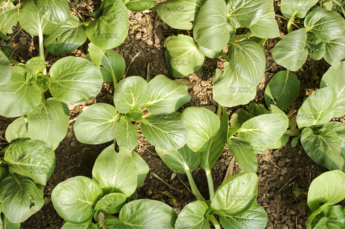 種植園里生長旺盛的小青菜（主預覽-4499777） - 未分類 - 站酷設計師wmei5881原創(chuàng)素材 - 站酷ZCOOL