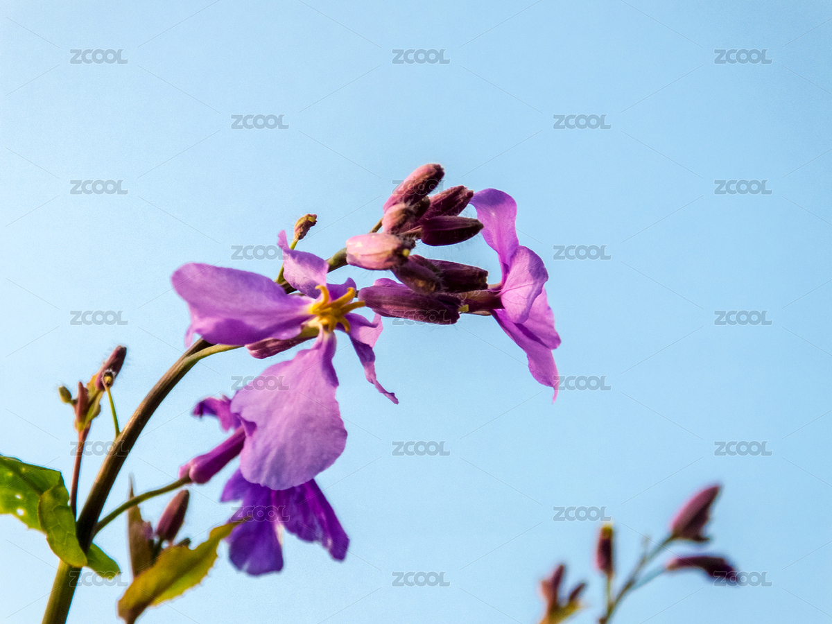 二月蘭（主預覽-8756366） - 未分類 - 站酷設計師贊贊尼原創(chuàng)素材 - 站酷ZCOOL