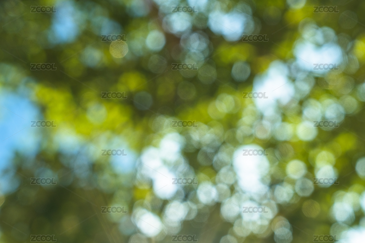 春天，逆光中落叶朦胧的光斑（主预览-7597936） - 未分类 - 站酷设计师hallojulie原创素材 - 站酷ZCOOL
