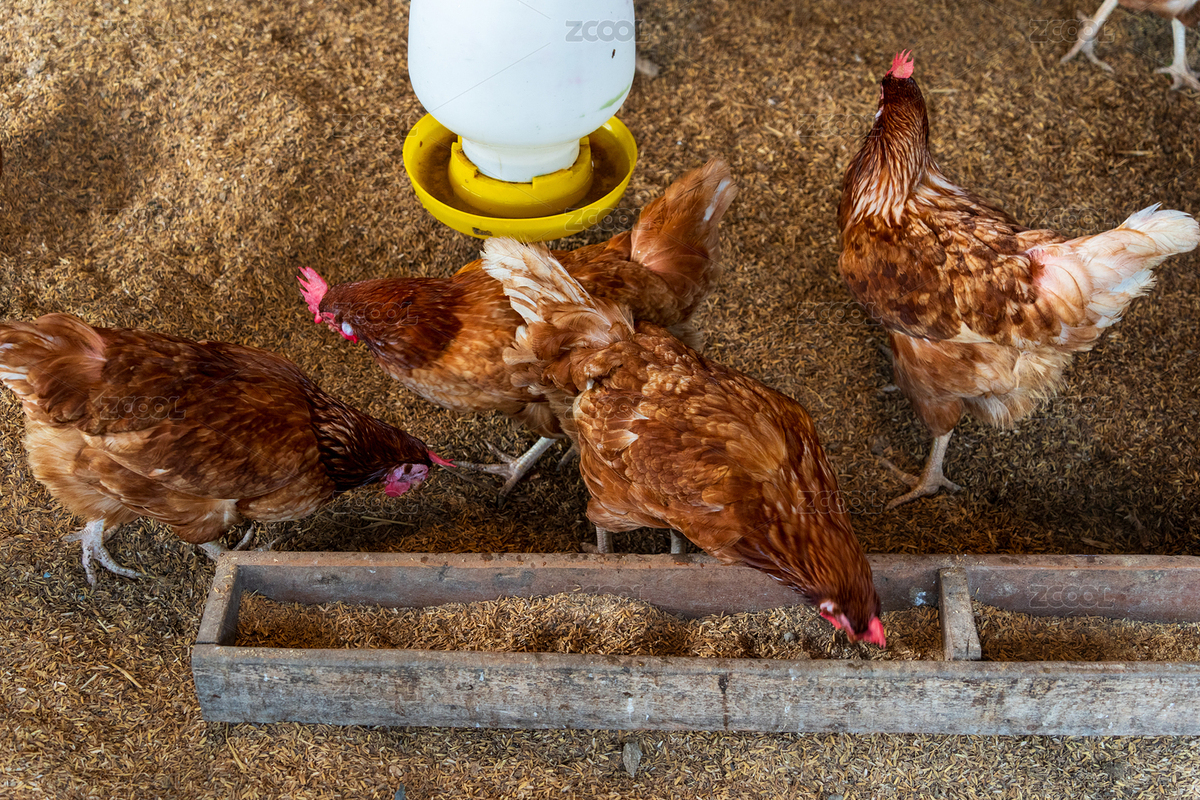 鸡舍里隔着铁丝网在稻壳上休息的母鸡（主预览-11606940） - 未分类 - 站酷设计师STC炳权原创素材 - 站酷ZCOOL