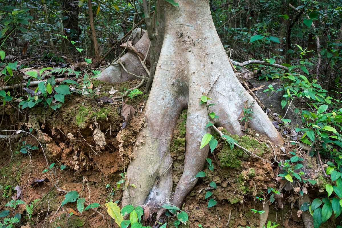 森林中露出地表的粗壯樹根（主預(yù)覽-9176381） - 未分類 - 站酷設(shè)計(jì)師touristgirl原創(chuàng)素材 - 站酷ZCOOL