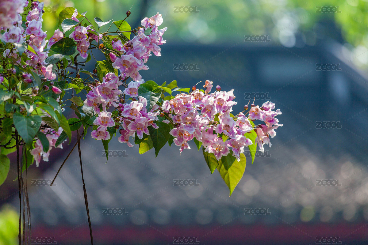 杭州吳山中興東岳廟里的楸樹(shù)花（主預(yù)覽-8951332） - 未分類(lèi) - 站酷設(shè)計(jì)師茄子小兩口原創(chuàng)素材 - 站酷ZCOOL