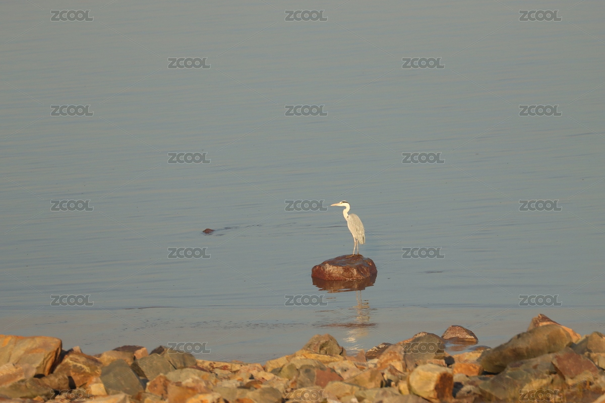 錢塘江邊的蒼鷺（主預(yù)覽-12480800） - 未分類 - 站酷設(shè)計(jì)師sherkweb原創(chuàng)素材 - 站酷ZCOOL
