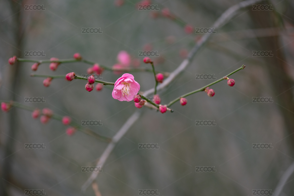 梅花盛開（主預覽-7907972） - 未分類 - 站酷設計師cxx98423原創(chuàng)素材 - 站酷ZCOOL
