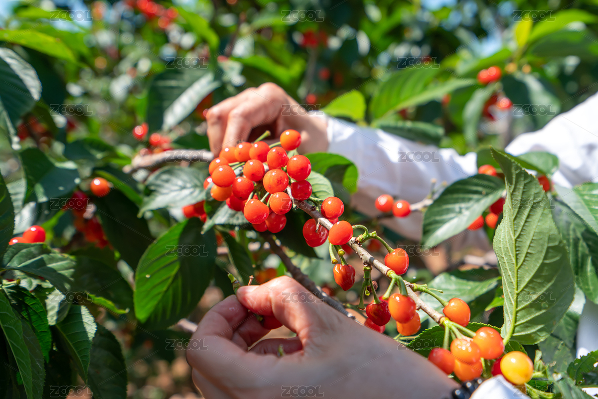 櫻桃果園采摘櫻桃（主預(yù)覽-7686951） - 未分類 - 站酷設(shè)計(jì)師feichangbaoquan原創(chuàng)素材 - 站酷ZCOOL