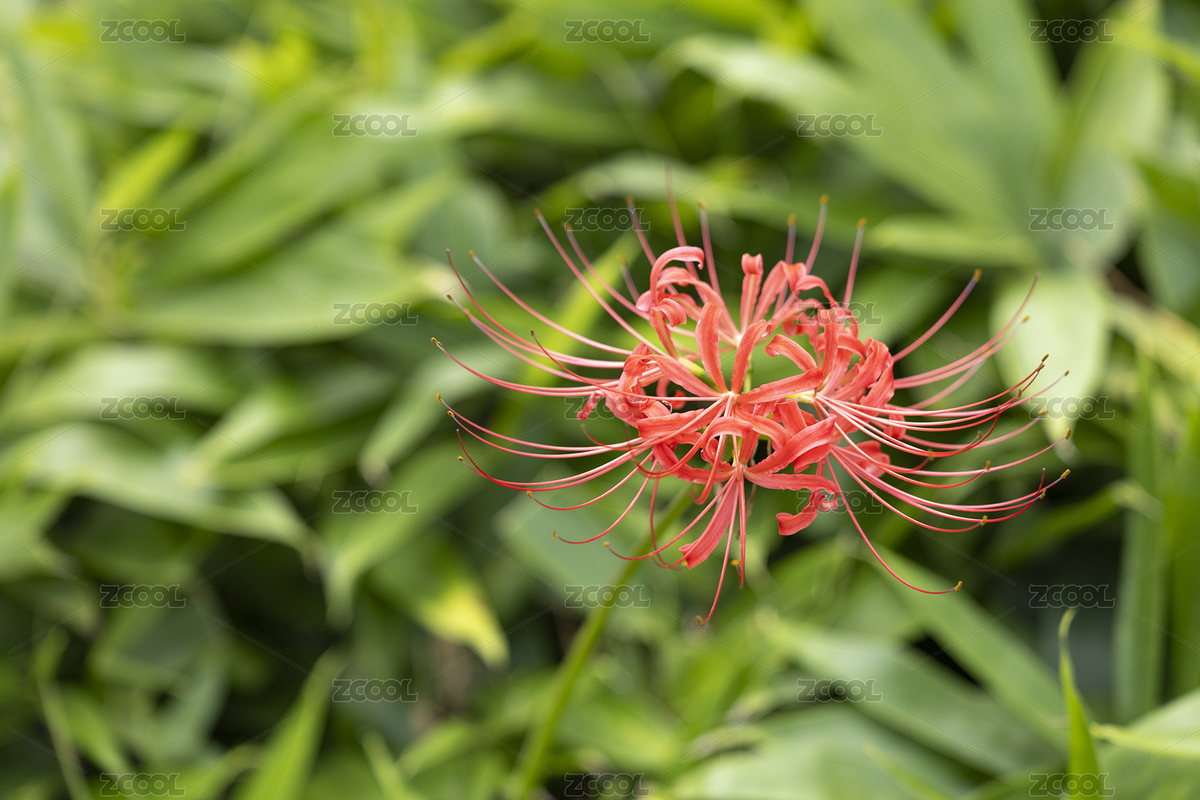 曼珠沙華紅色彼岸花（主預(yù)覽-11961101） - 未分類(lèi) - 站酷設(shè)計(jì)師Z224193196原創(chuàng)素材 - 站酷ZCOOL