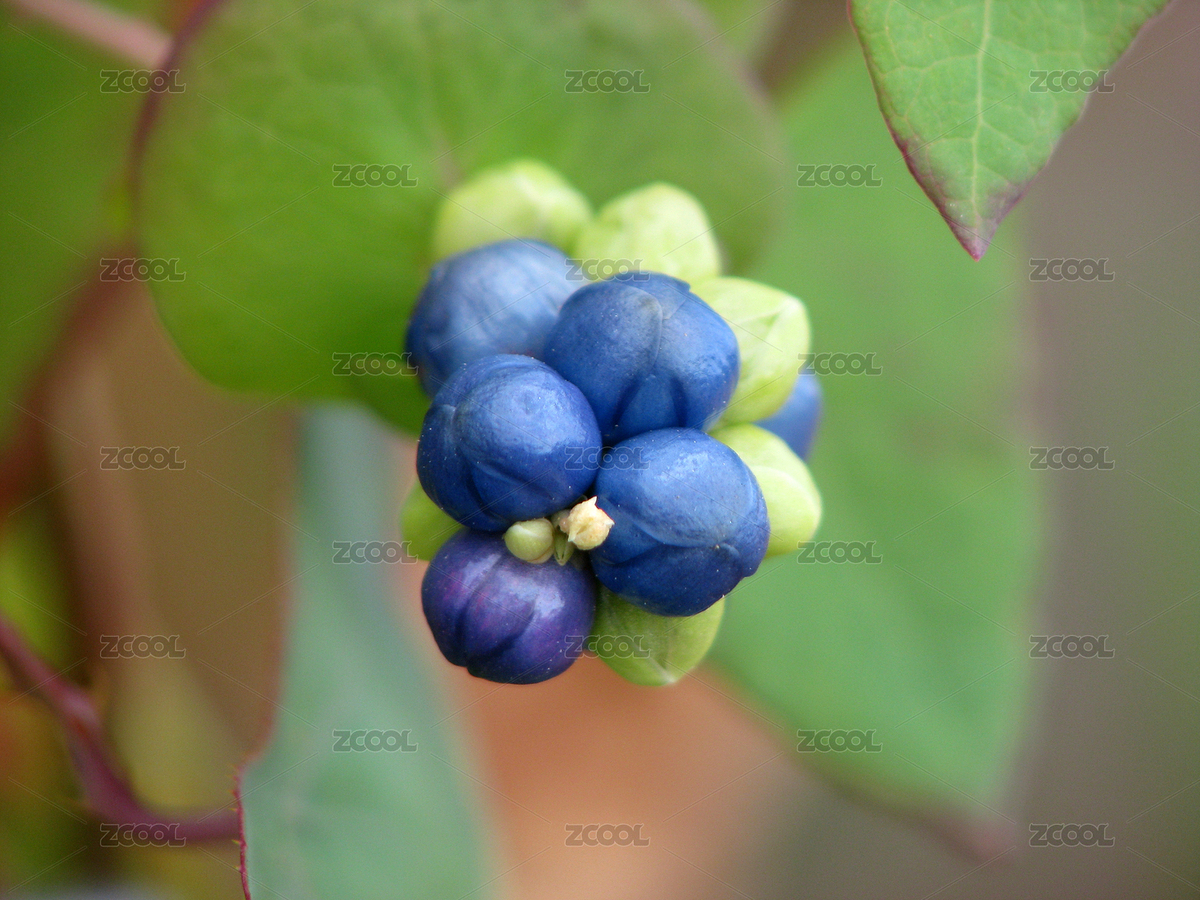 野生扛板归的果期（主预览-248873） - 未分类 - 站酷设计师品空原创素材 - 站酷ZCOOL