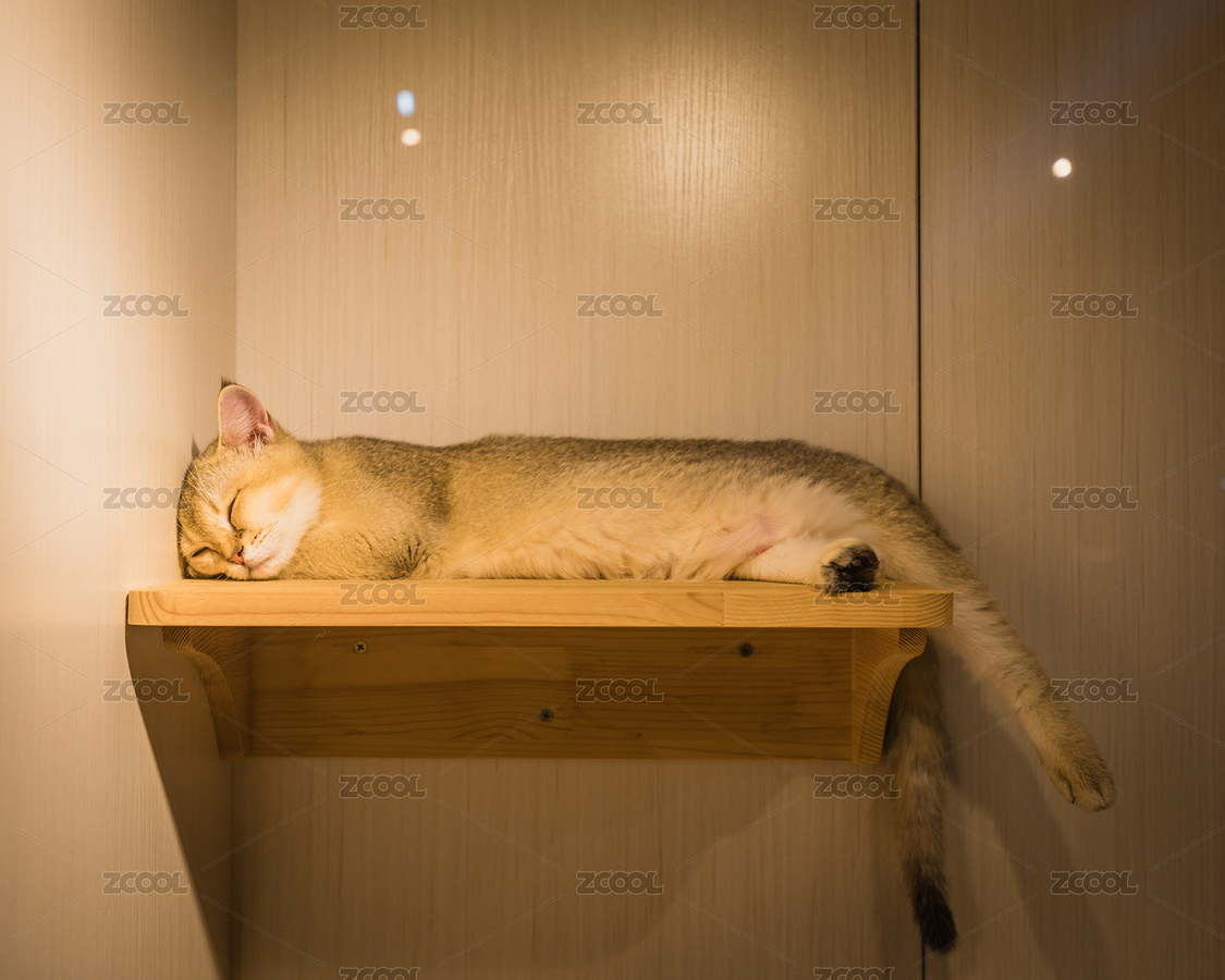 躺在猫爬架上睡觉的橘猫（主预览-11511749） - 未分类 - 站酷设计师蓝星尘原创素材 - 站酷ZCOOL