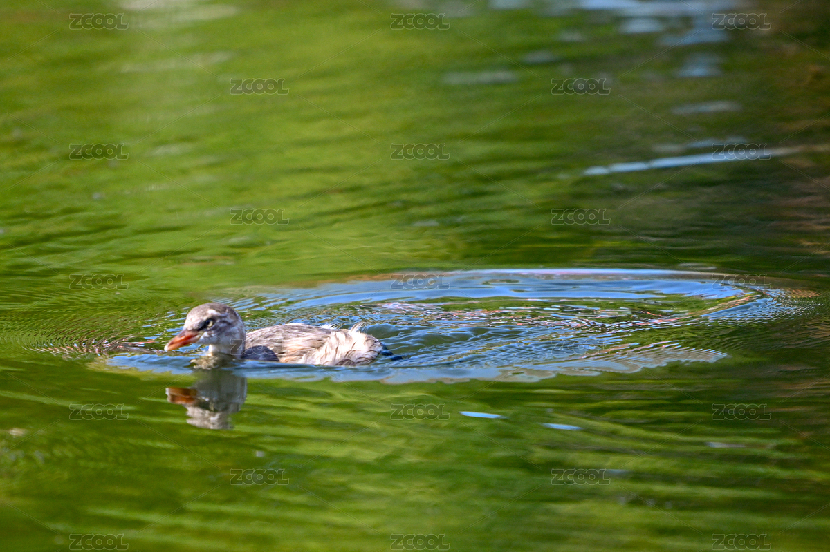 湖面上的小鸊鷉（主預(yù)覽-1132741） - 未分類 - 站酷設(shè)計(jì)師匠指攝影室原創(chuàng)素材 - 站酷ZCOOL